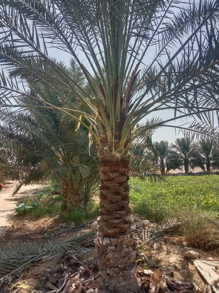 نخيل للبيع جوده عاليه - 3