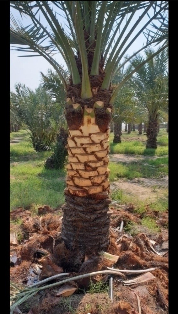 نخيل للبيع جوده عاليه - 4