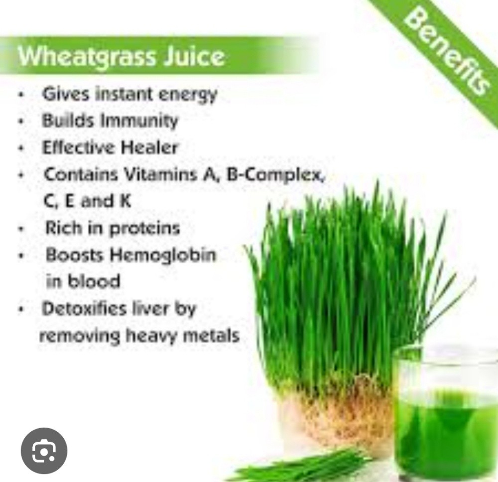 wheat grass micro green - 1