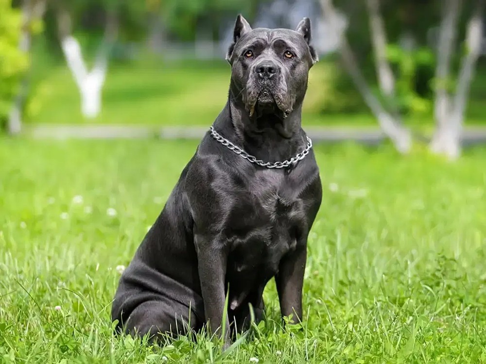 looking for a Cane Corso  - 1