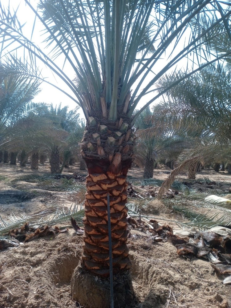 كل الاشجار - 3