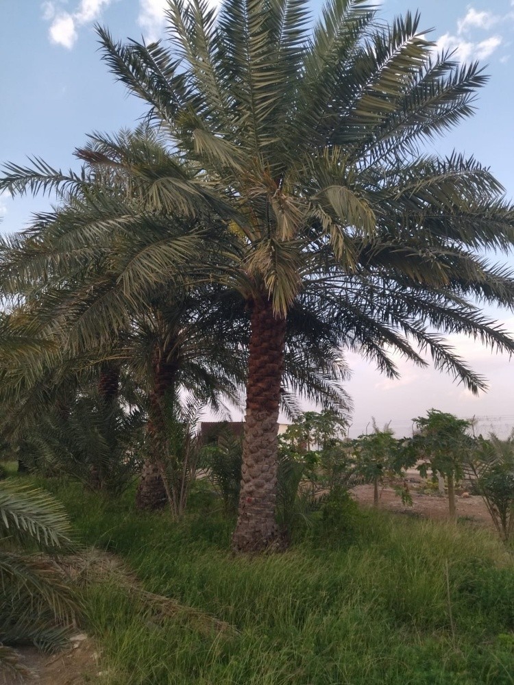 كل الاشجار - 4