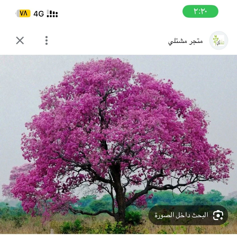 كل الاشجار - 2