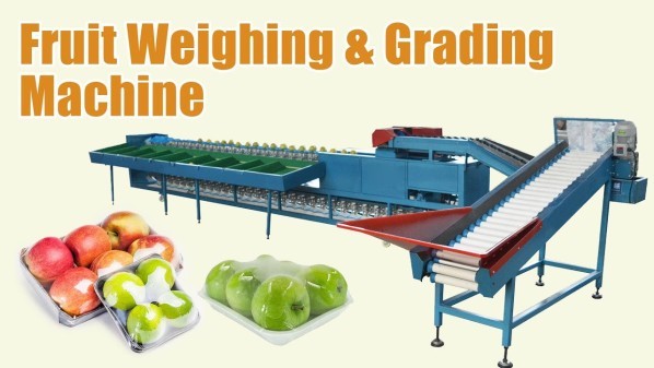 INDUSTRIAL FRUIT SORTING MACHINE - 6