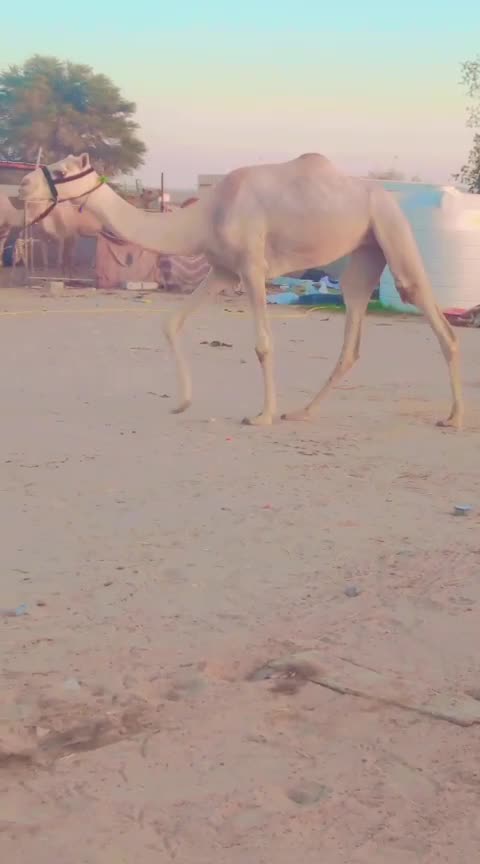 حقه بنت دخان - 1