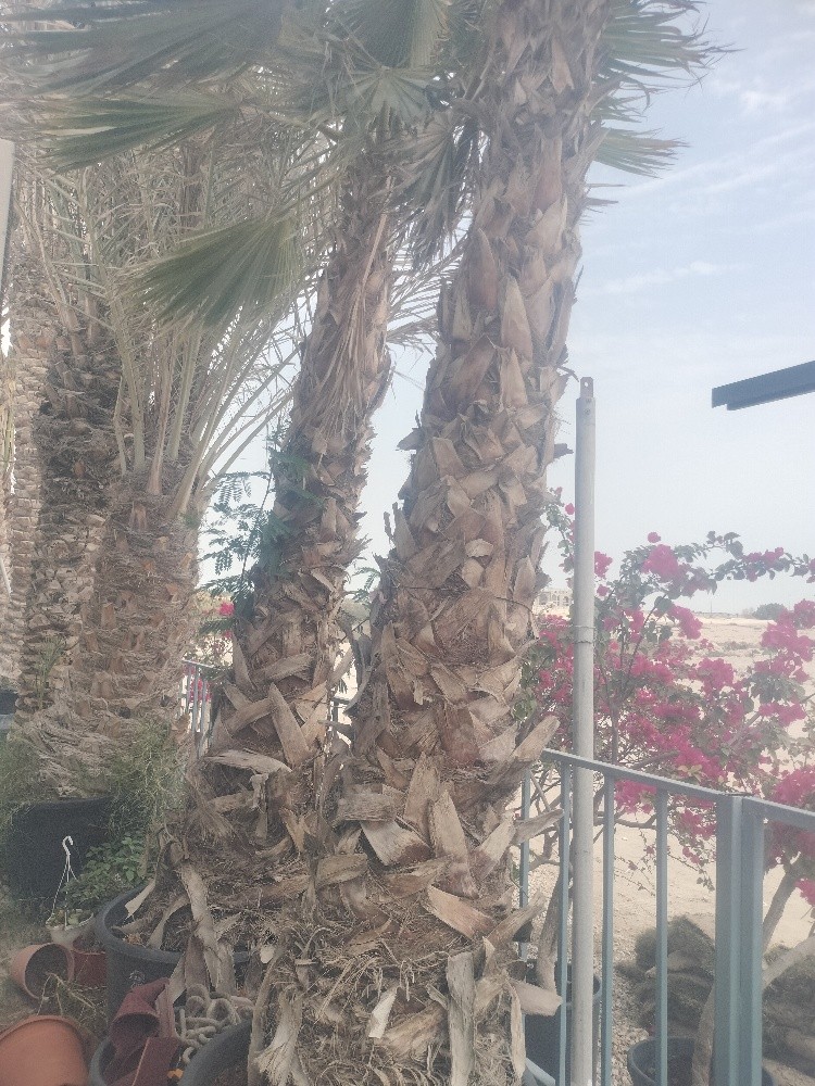اشجار مثمره وزينه - 2