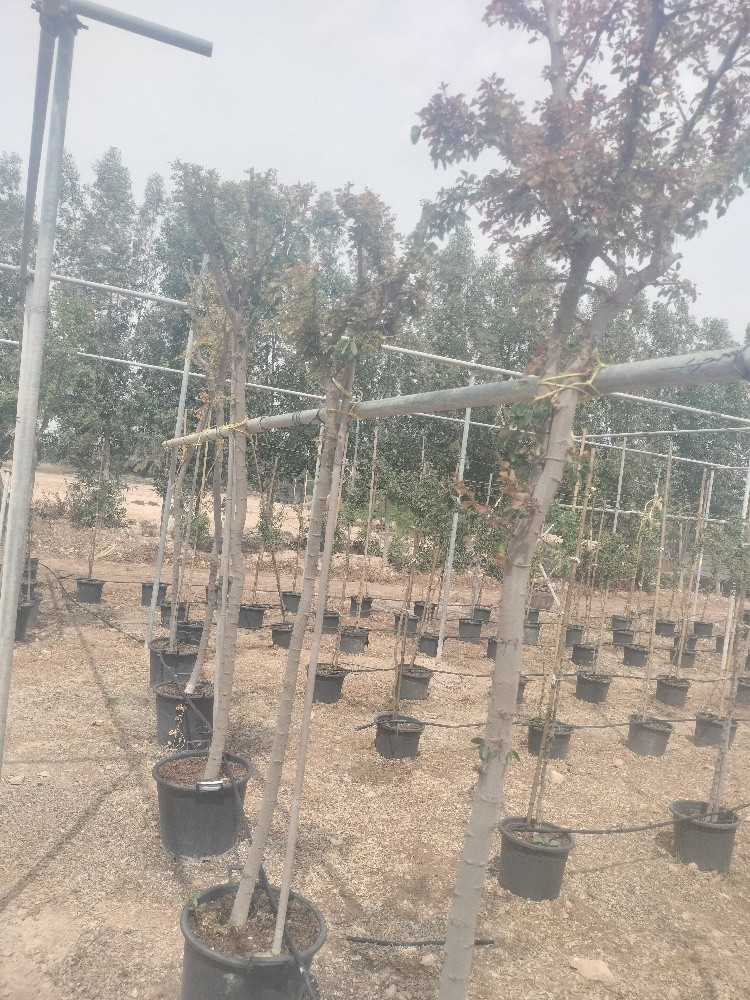 اشجار مثمره وزينه - 1