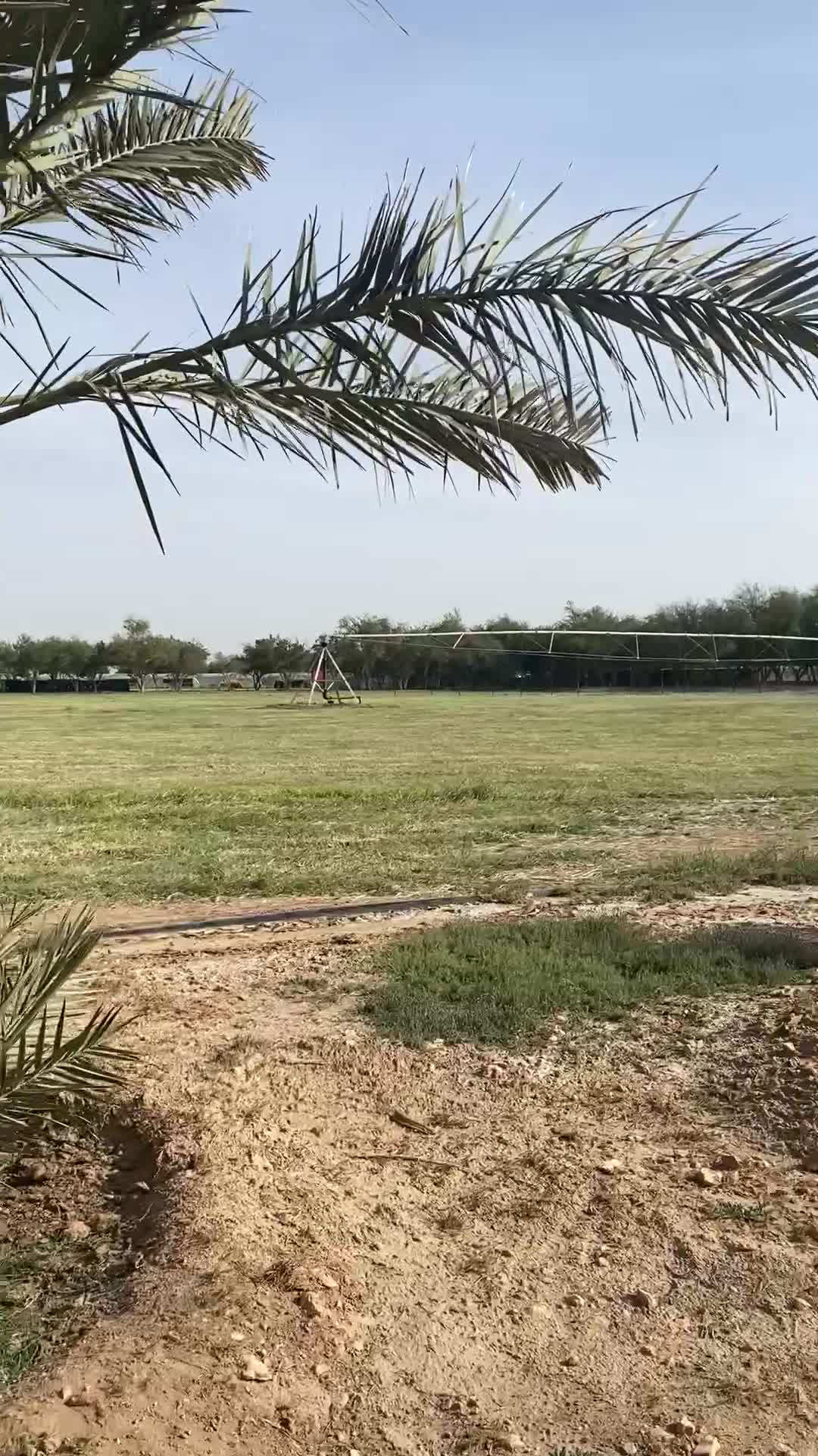 للبيع فسيل ونخل مقاسات مختلفه - 1