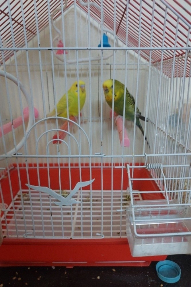 للبيع - 1