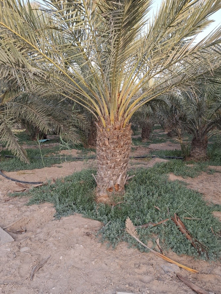 مزارع متميز وخبرة طويلة - 3