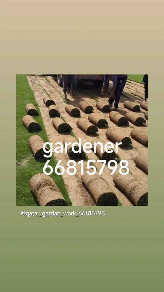 Qatar gardener - 4