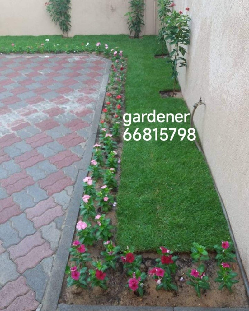 Qatar gardener - 3