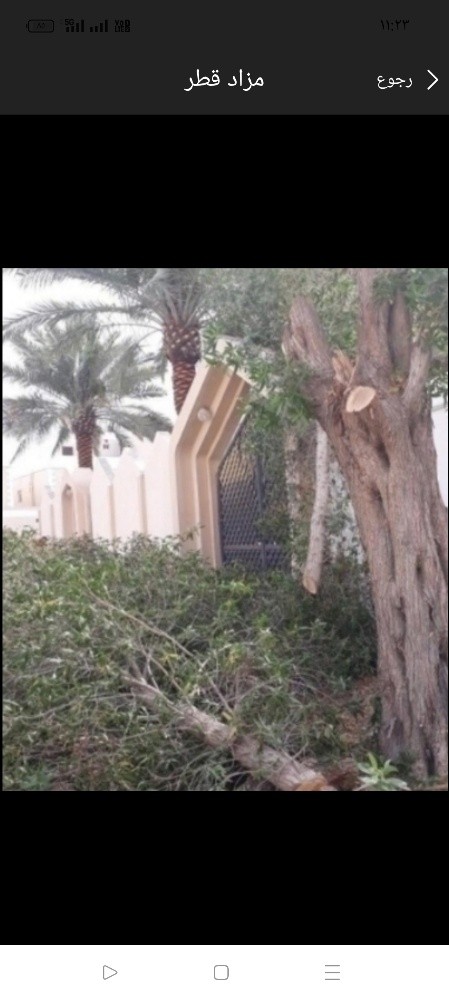 قص وتقطيع الأشجار بالمنشار - 1