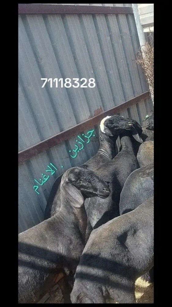 شغل ممتاز - 1