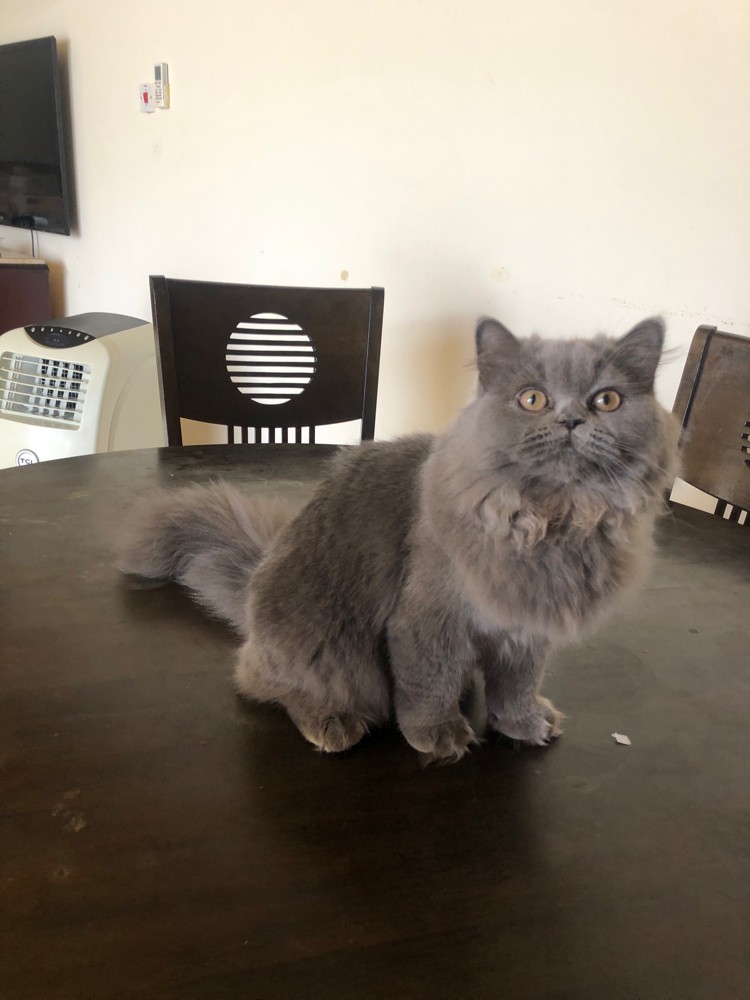 British longhair cat - 3