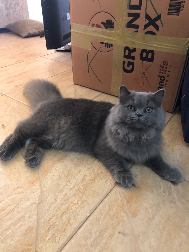 British longhair cat - 1