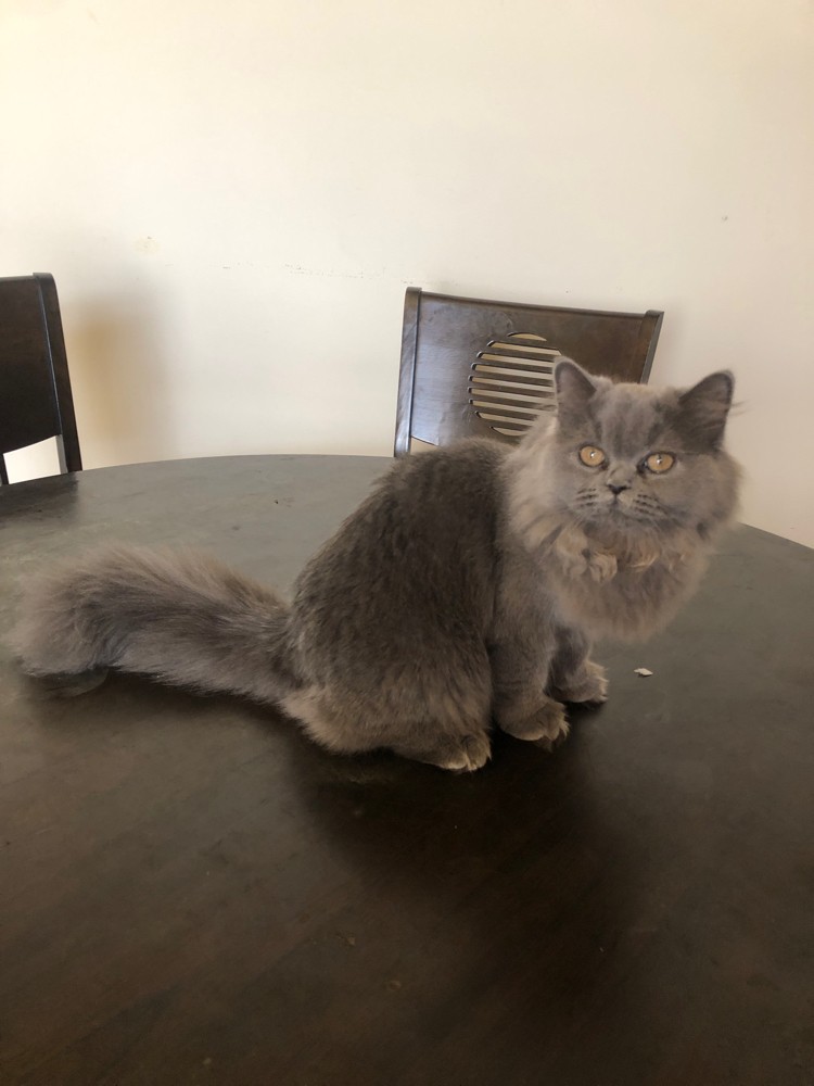 British longhair cat - 2