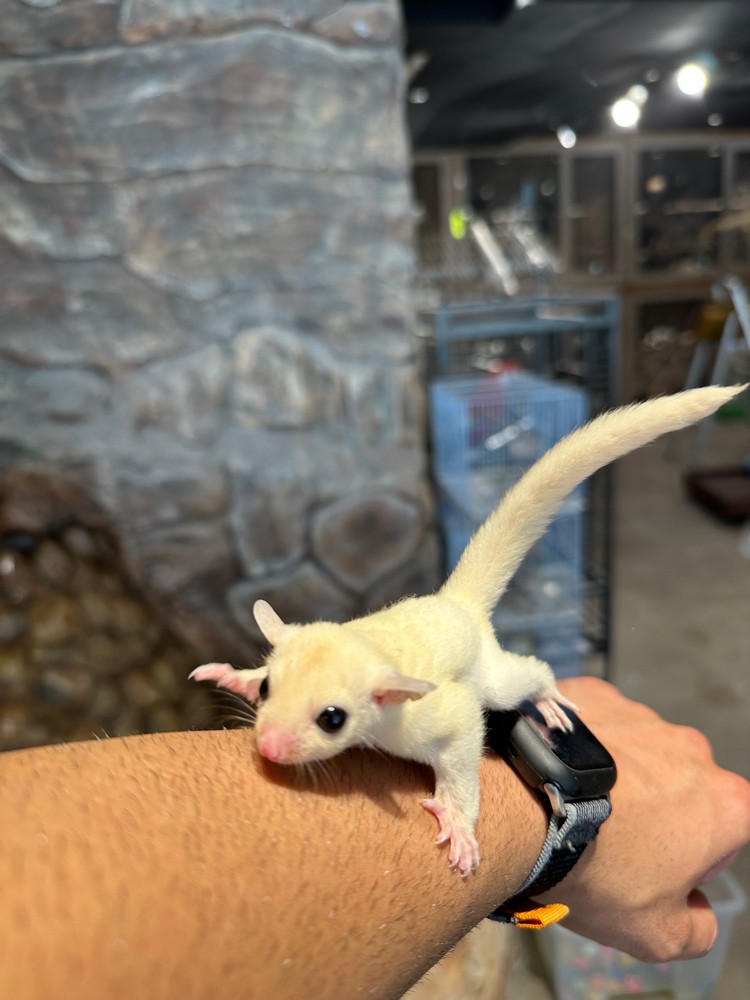 white sugar glider - 2