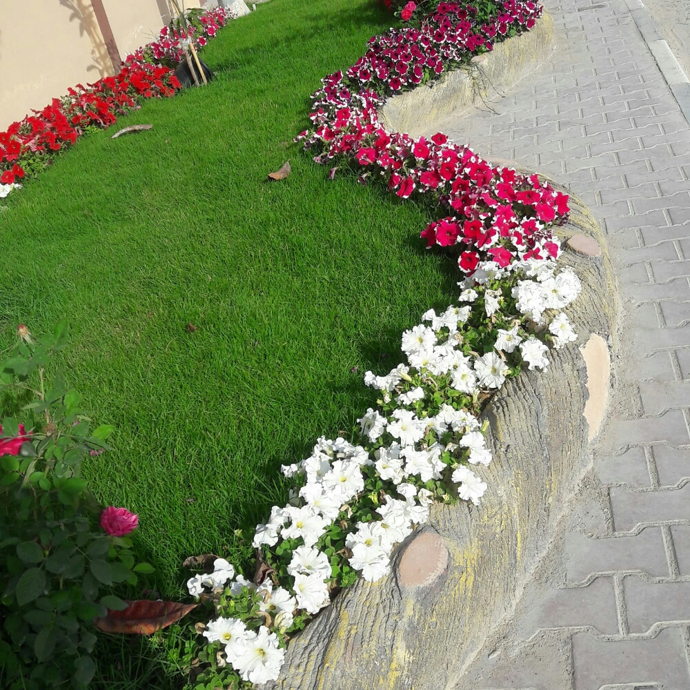 زراعه وتنسيق الحدائق وصيانه - 2