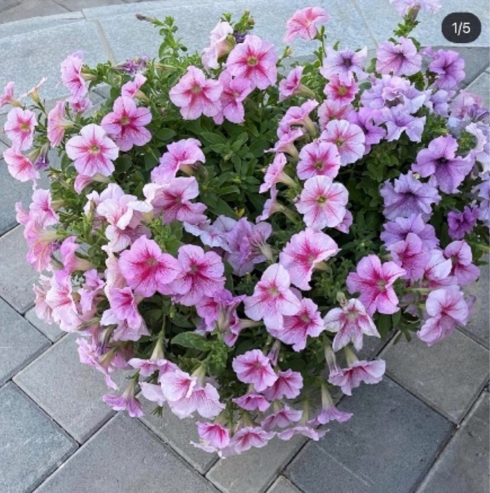 مزارع - 3