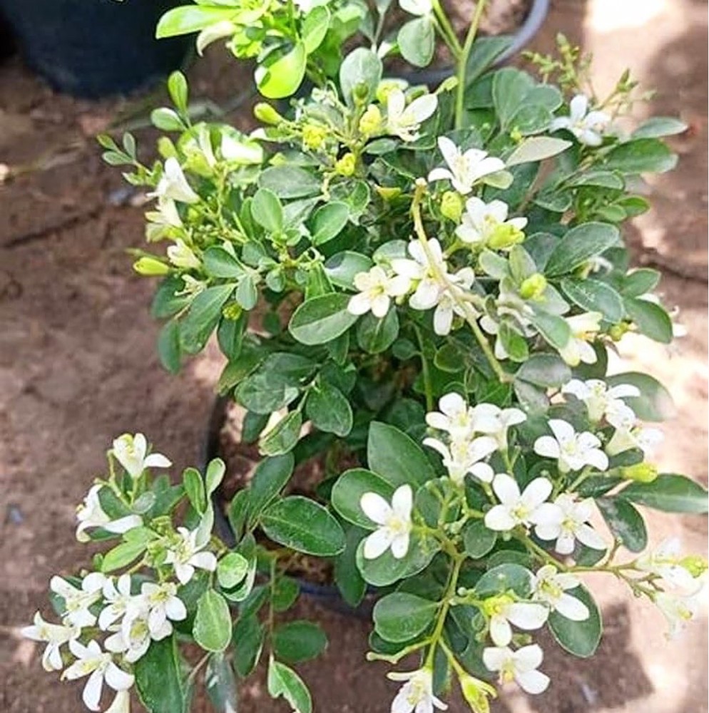 مزارع - 2