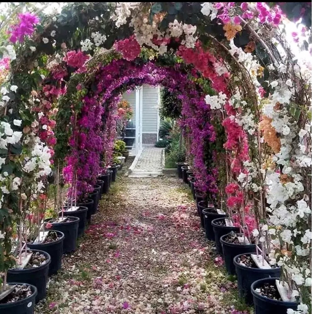 مزارع - 4