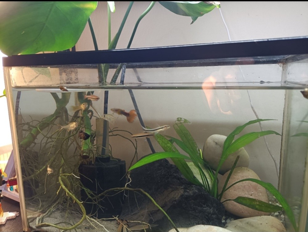 planted aquarium (urgent sell) - 6