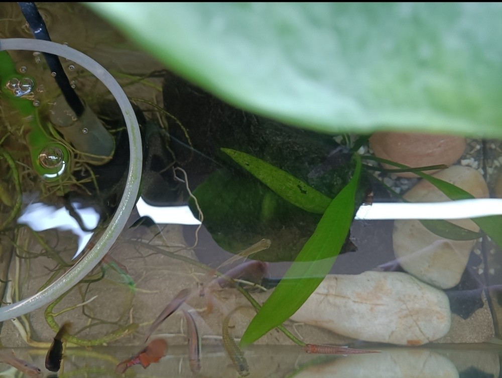 planted aquarium (urgent sell) - 5