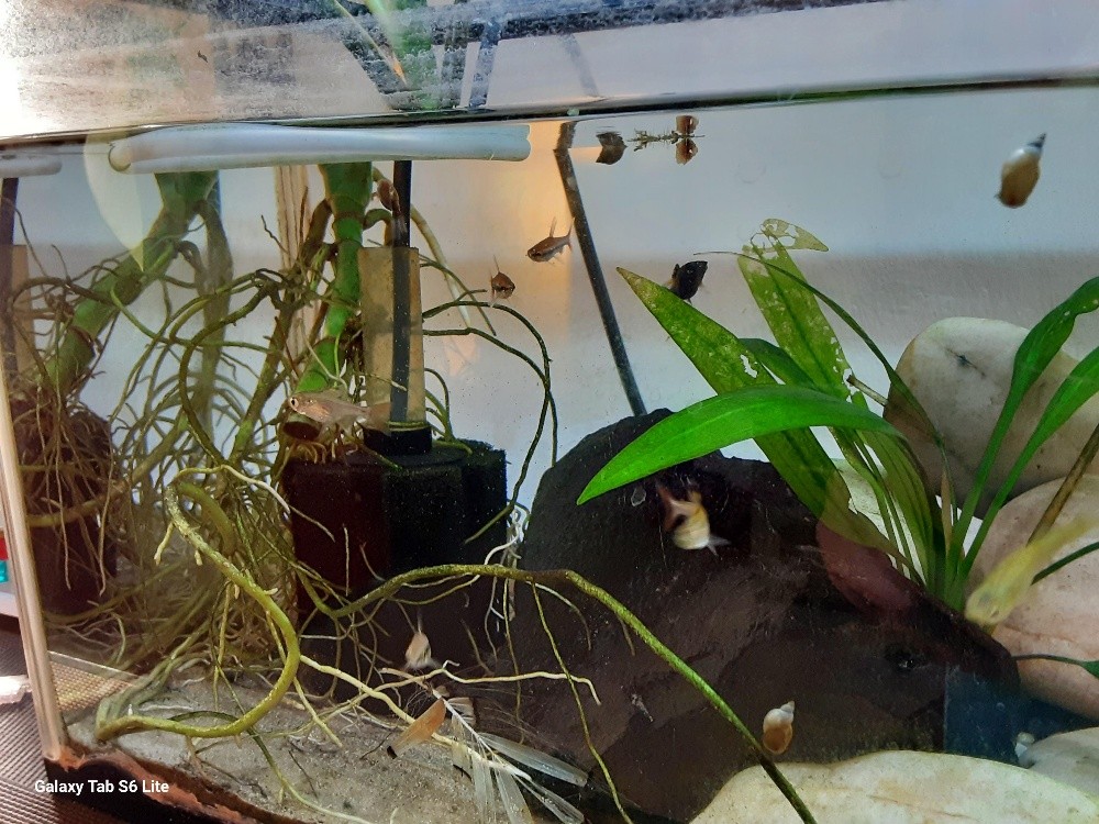 planted aquarium (urgent sell) - 2
