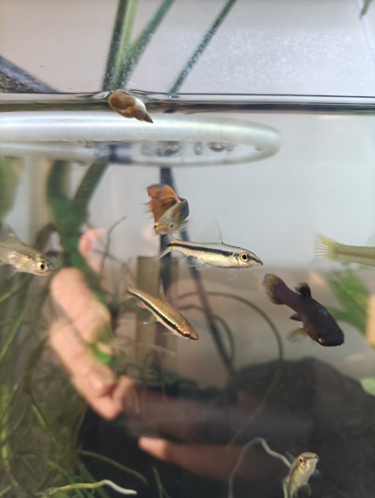 planted aquarium (urgent sell) - 4