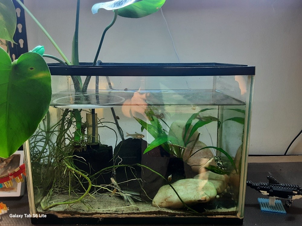 planted aquarium (urgent sell) - 1
