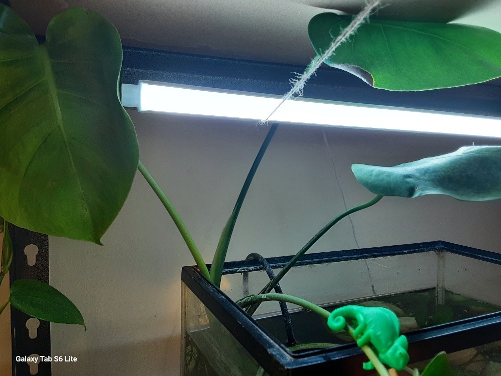 planted aquarium (urgent sell) - 3
