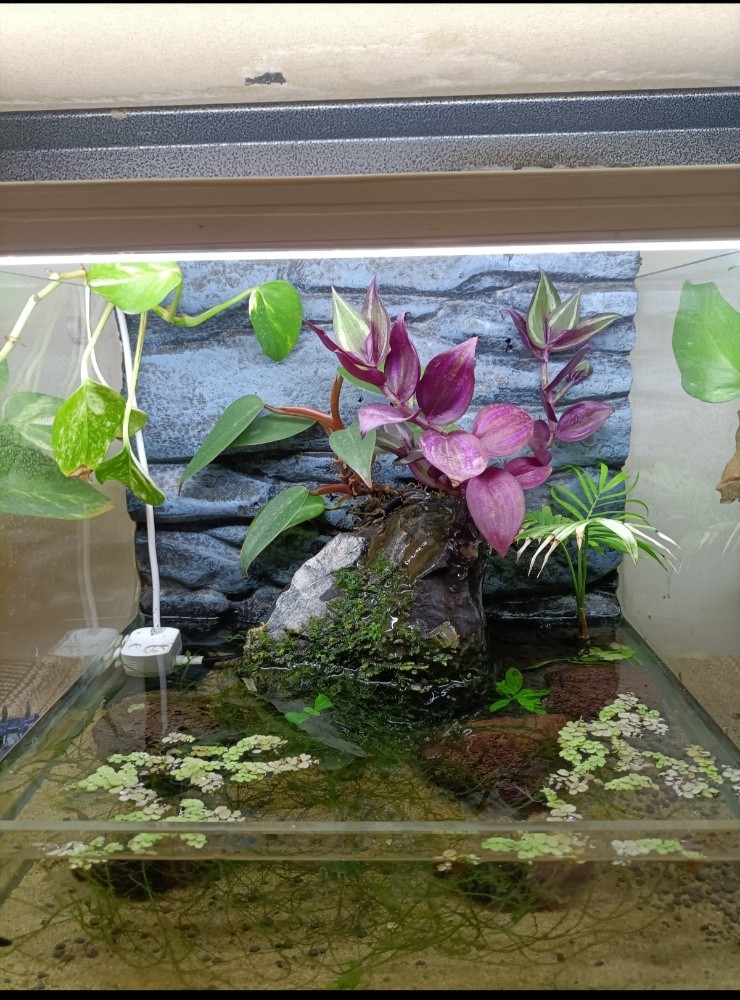 planted aquarium (urgent sell) - 1