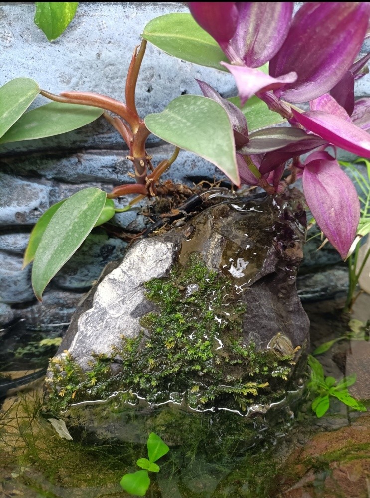 planted aquarium (urgent sell) - 2