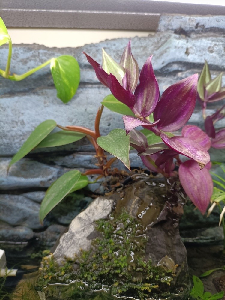 planted aquarium (urgent sell) - 3