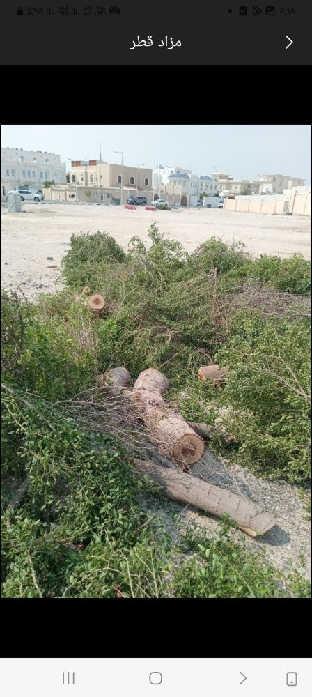 تقطيع الأشجار بالمنشار - 1