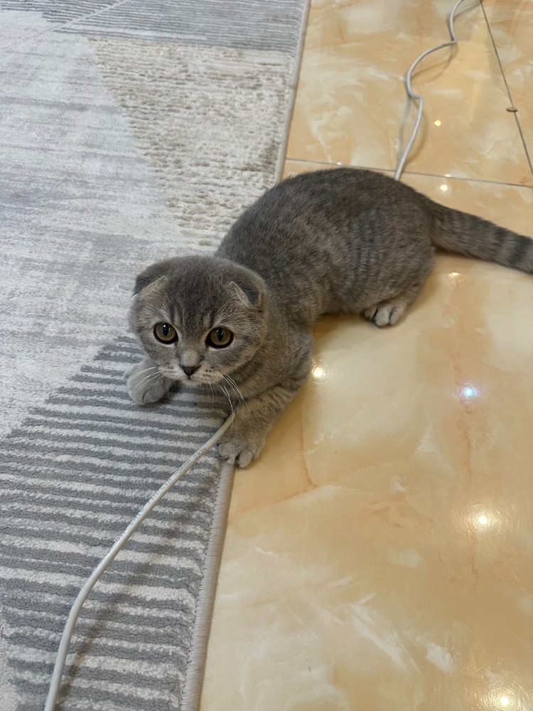 Scottish Fold Cat - 3