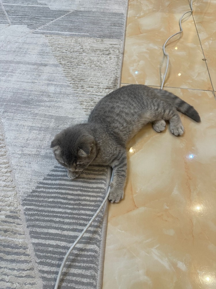 Scottish Fold Cat - 4