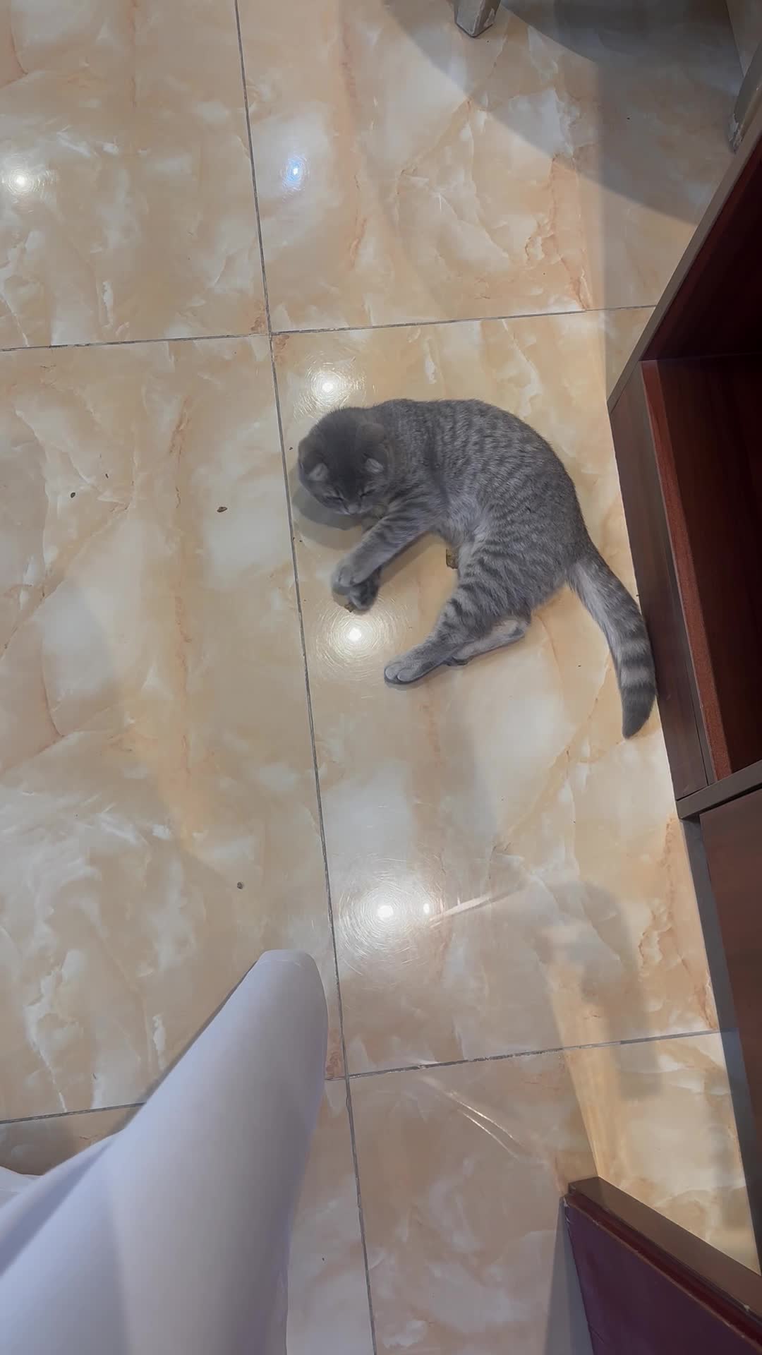 Scottish Fold Cat - 1
