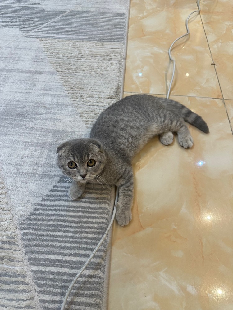 Scottish Fold Cat - 2