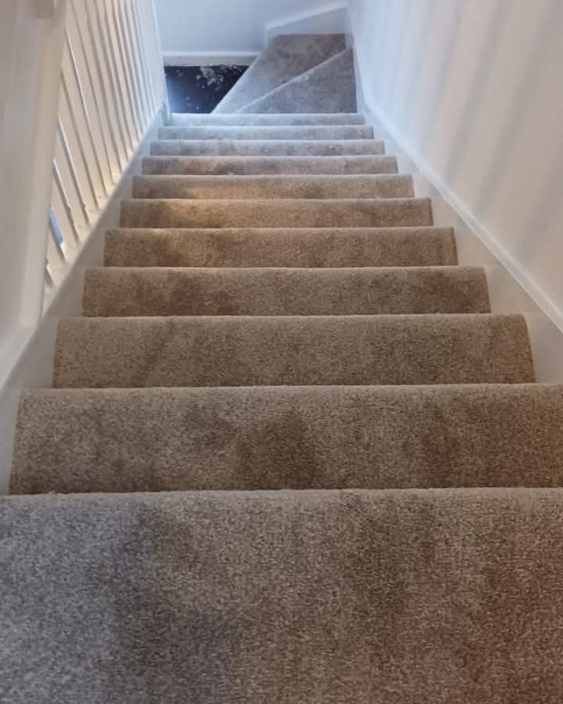 Carpet - 1