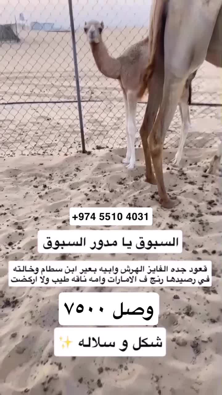 حوار  - 1