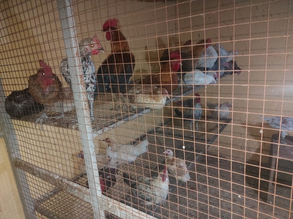 chicken 4sale, - 9