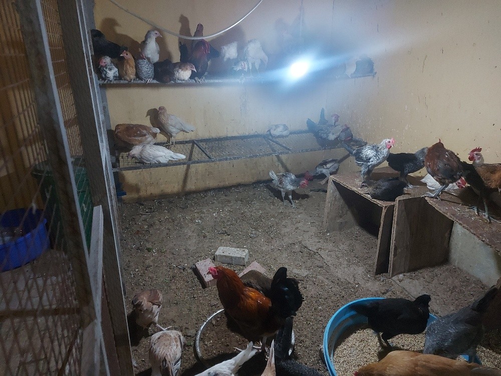 chicken 4sale, - 2