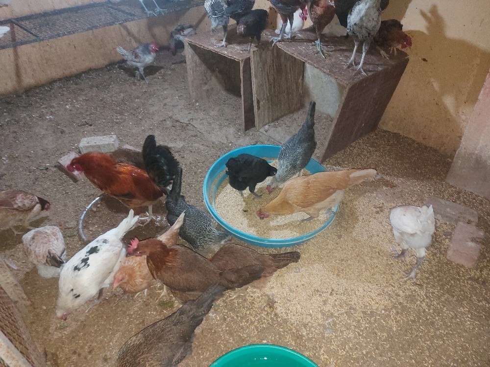 chicken 4sale, - 3