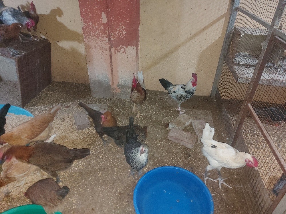 chicken 4sale, - 5