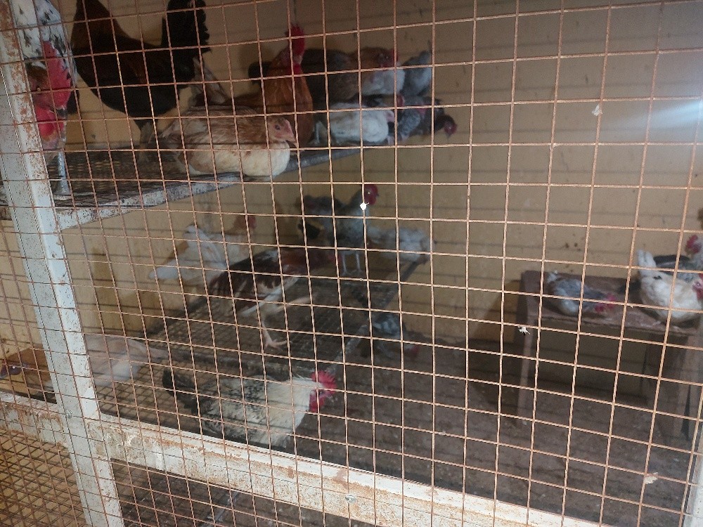 chicken 4sale, - 7
