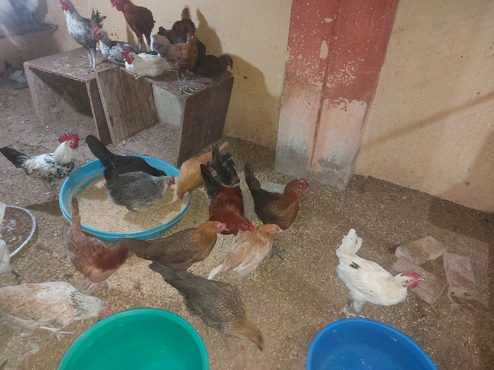 chicken 4sale, - 6