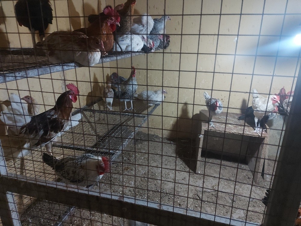 chicken 4sale, - 8