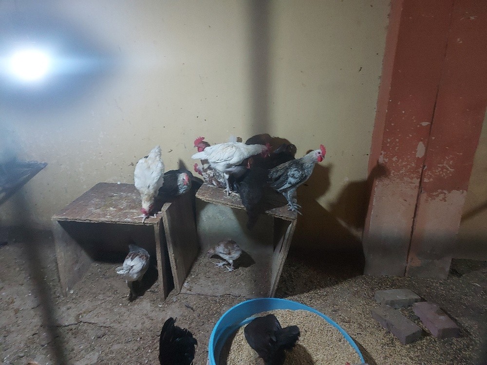 chicken 4sale, - 10